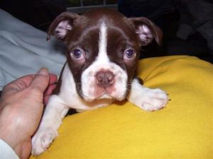 AKCBostonTerrierPuppies